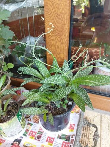 sirqa gulu haqqinda: Эпифулум и ледебурия — 2