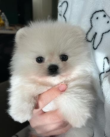 Şpitz, 2 ay, Erkek, Peyvəndli, Ödənişli çatdırılma