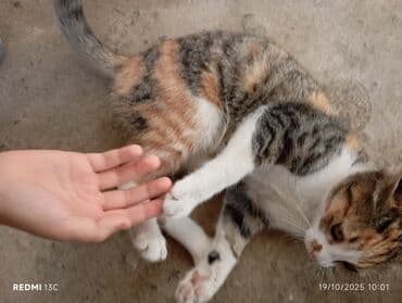 купить домик для кота: Самец, В добрые руки, Доставка в районы — 5