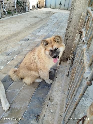 İtlər: Akita-inu, 6 ay, Dişi, Peyvəndli — 2