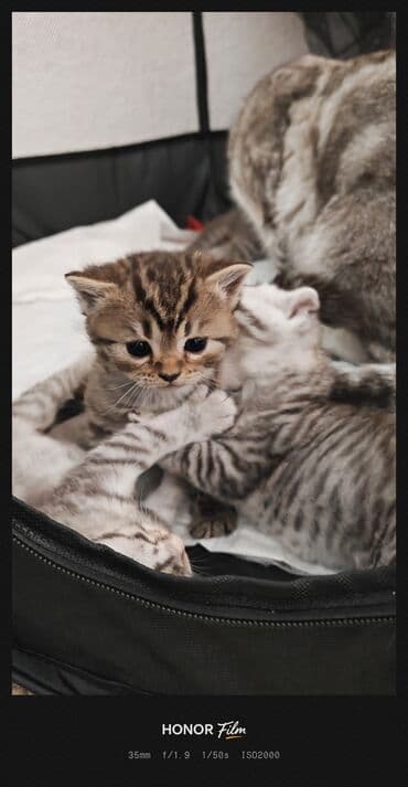 pişik cutleşdirmek: Ata British fold(yasti qulaq);ana:shinsilla shorthair tabby(dik — 8