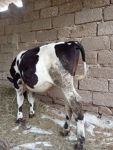bars bit dermani: Dana, buzov, Erkək, ay: 4, Damazlıq, Ünvandan götürmə — 1