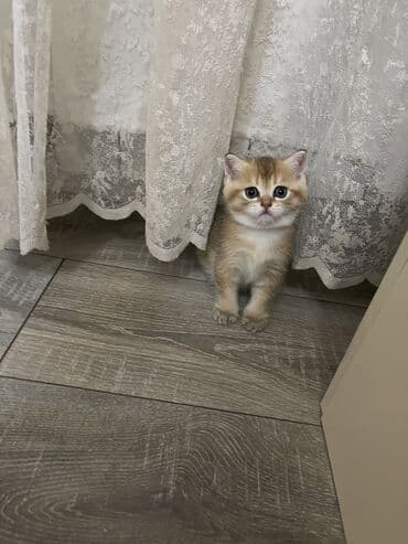 mavi rus pişiyi: Britan, Dişi — 6