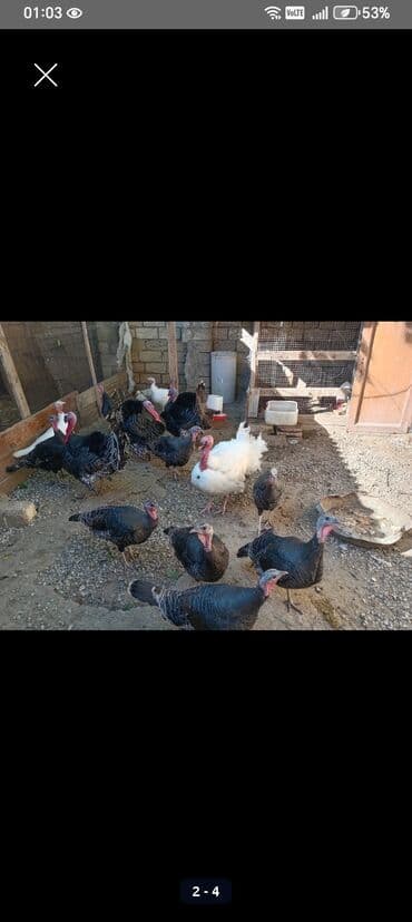 Erkəylər amerikan bronz dişilərdə Kanada 20 ədəd sürü 15 dişi 5 erkəy