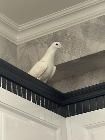 əl quşu: Ağ güvercin – dekorativ/ev quşu Qeyd: Şəkillərdə gördüyünüz quş — 2