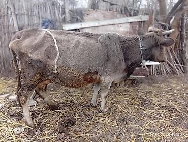 Digər heyvanlar: Satişa heyvan: inək - Növ: inək (buynuzlu) - Rəng: boz-qəhvəyi, alnı — 7