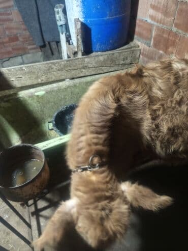 Qazlar: Erkey danalardır bordaga yarayır 3də ərkəydi qiymətdə cüzi endirim — 2