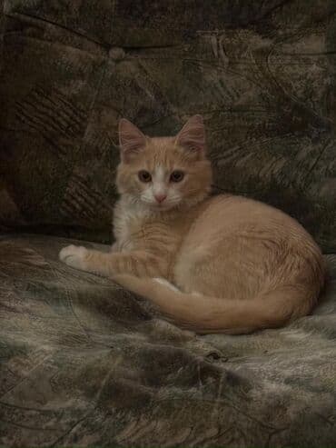 Akvariumlar: Fars, Erkək, Yaxşı əllərə, Ünvandan götürmə — 3