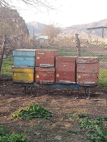 tagiyev qesebesi inek buzov: Ünvan Yevlax. Mavi sari yeşiklər 12 ramkaliqdir 10 Ədədir biri 55 — 5