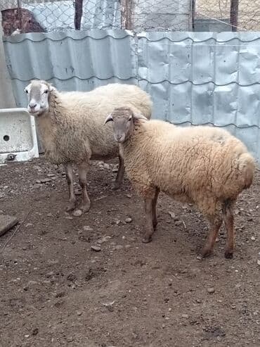 qoyun sortları: Qoyunlar – yerli Salam şəkildə gördüyünüz qoyunlar cəm şəkildə — 1