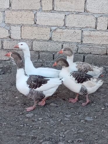 Yemlər: Satılır: qaz sürüsü - Sayı: 4 baş - Rənglər: 3 baş ağ-ala (ağ fon — 1