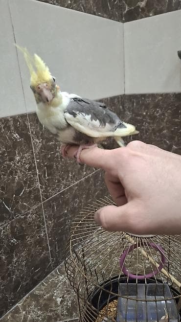 amadin qusu: Karela (cockatiel) quşları satılır. 1 cüt (erkək və dişi, 1 yaş) + 2 — 6