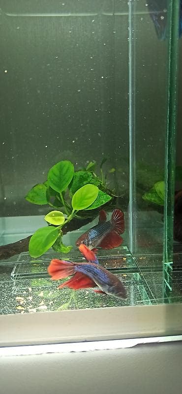bala kirpi: Betta (Petuşok balığı), Yırtıcı — 10