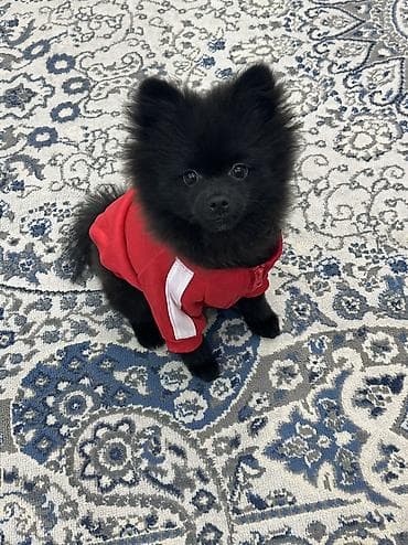 qafqaz itləri: Şpitz, 4 ay, Erkek, Peyvəndli, Ünvandan götürmə — 6