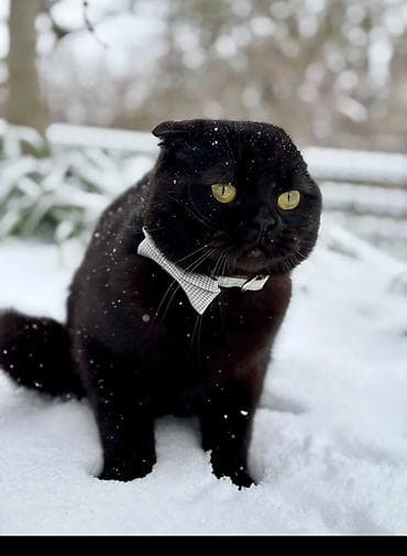 Şotland yastı qulaq, Erkək, Yaxşı əllərə, Ödənişli çatdırılma