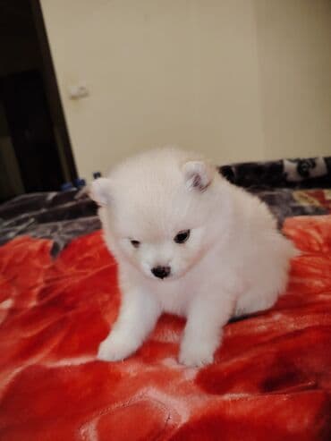 avcarka itler: Şpitz, 1 ay — 5