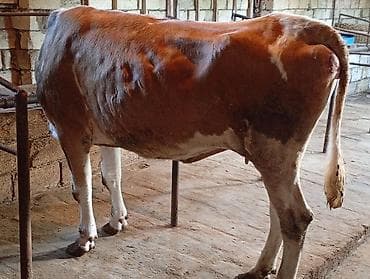 Ətlik Maldı Super kokdu Bakı Malidi Real alcısansa zeng ele — 2