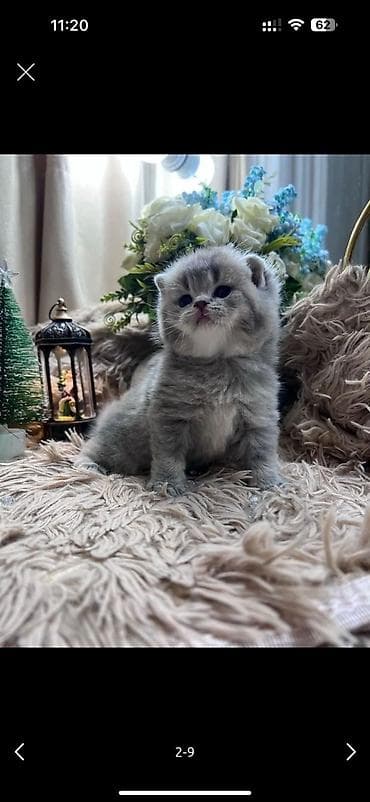 british: Britan yastı qulaq — 1