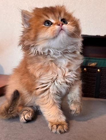 it novleri: Məhsul: Uzun tüklü balaca pişik balaları Təsvir: - Növ: Ev pişiyi — 5