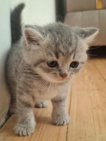heyvanlar: Scottish Fold və Scottish Straight balaları - Cins: Scottish Fold — 10