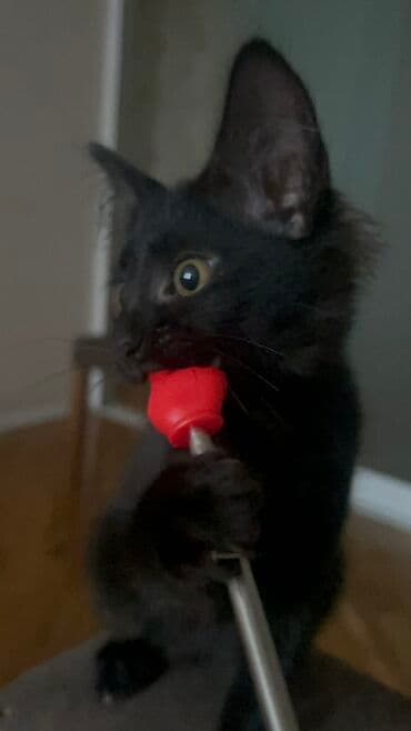 britain pişiyi: Dişi, Yaxşı əllərə, Ünvandan götürmə — 3