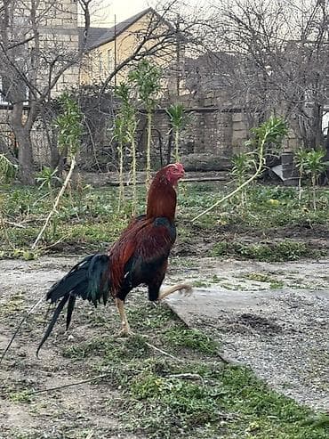 İtlər: Heyvan göz qabagındadı 1.6yası var döyüs videosu var tüləydən təzə — 1