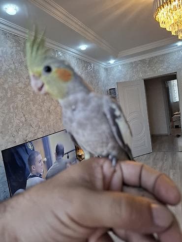 Tutuquşları: Salam. 2 ayliq karella balasi. oz qusumun balasidi. tam saglam ve — 7