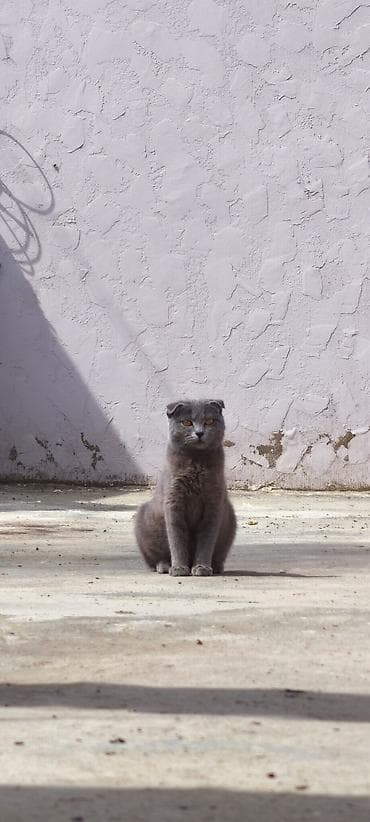 Pişiklər: Şotland yastı qulaq, Dişi, Yaxşı əllərə, Ünvandan götürmə — 1