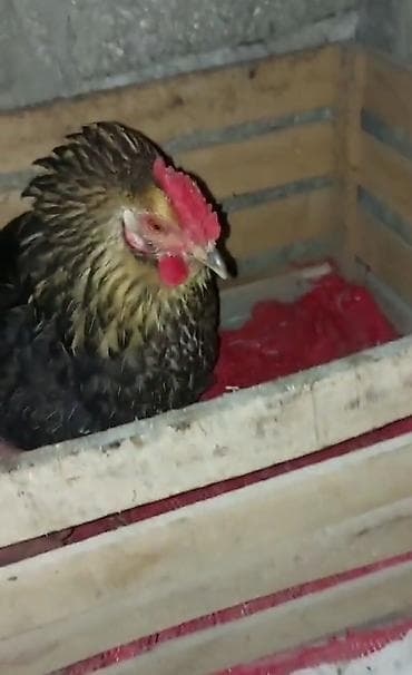 heyvanların cutləşməsi: Toyuq, Damazlıq — 2