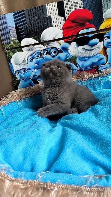 tüksüz pişik cinsi: Şotland yastı qulaq, Dişi — 1