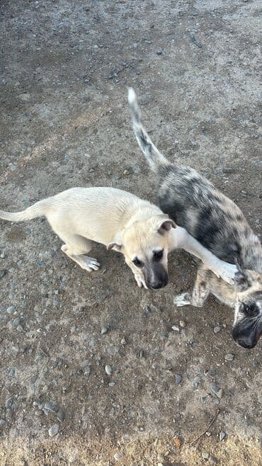 сколько стоит собака бу: С прививками — 4