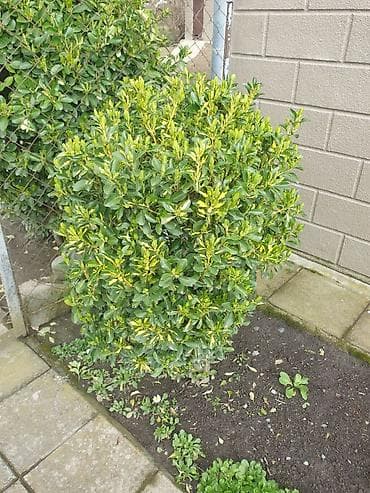 ot bicən satışı: Bəzək kolları və iynəyarpaqlı topiarilər – landşaft üçün - — 4