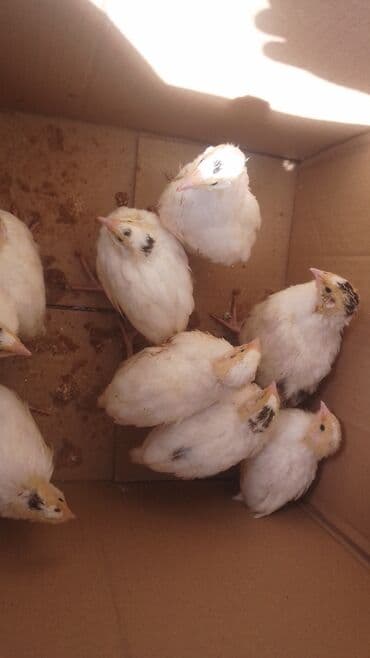 ataks cucələri: Toyuq cücələri, Ətlik — 2