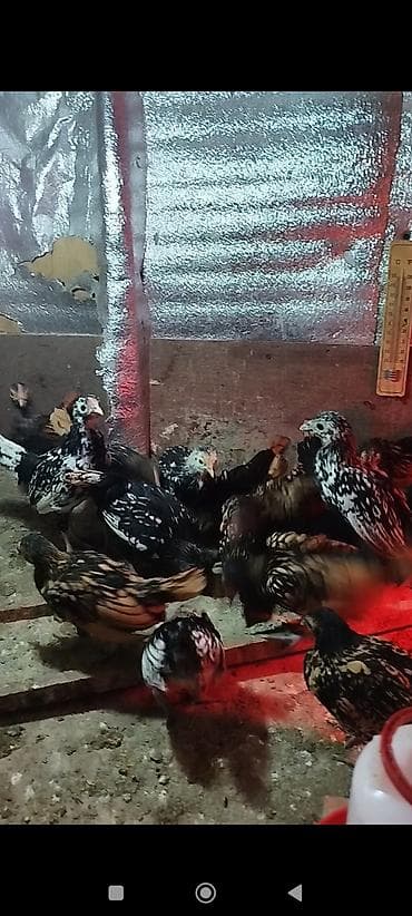 kənd toyuqu: Toyuq, Damazlıq, Ödənişli çatdırılma — 5