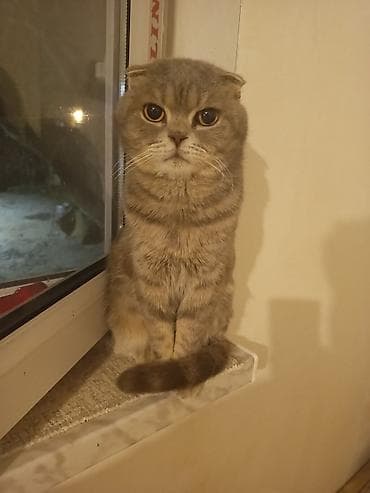 Şotland yastı qulaq