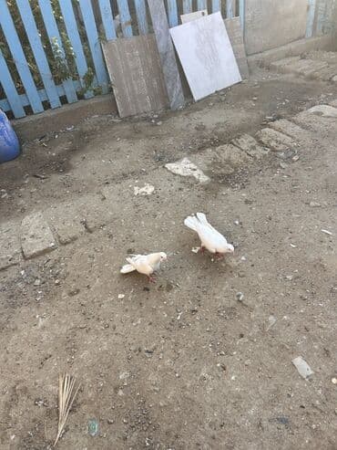 göyərçin yuvası: 2 side erkekdi 19 tük olmalidi her iksi tek tek 20 manat cüt 30 — 5