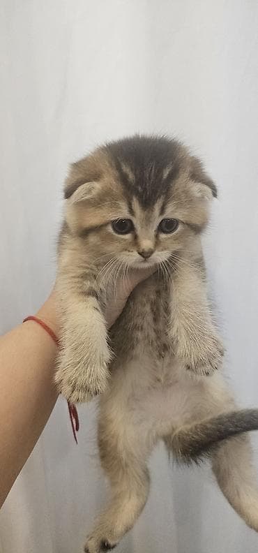 balaca ag itler: Britan yastı qulaq, Erkək, Yaxşı əllərə, Ünvandan götürmə, Ödənişli çatdırılma — 9