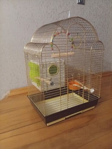 amadin quşu: Quş qəfəsi və aksesuarlar. Qefes satılır yeni kimidiraz istifade — 2