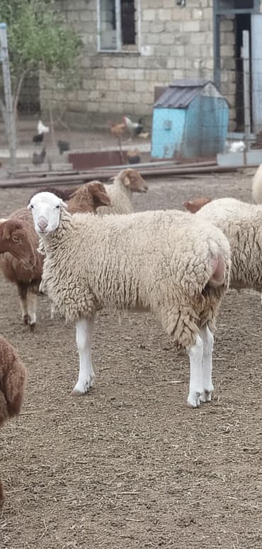 hinduşqa balaları: Erkək, Qala, il: 1, 95 kq, Damazlıq, Südlük, Ətlik, Ünvandan götürmə — 7