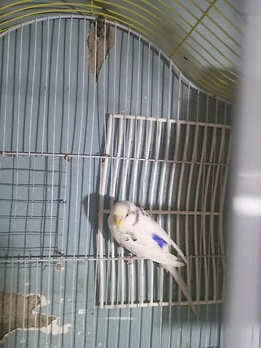 Pişiklər: Valnıstı dişi ərkeyi olmadığına görə satılır tam sağlam cütə hazır — 1