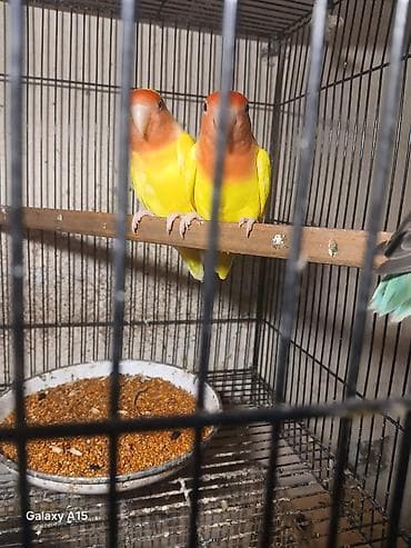 Gəmiricilər: Məhsul: Sevgi quşları (Lovebird) – cüt Təsvir: - Parlaq sarı bədən — 1