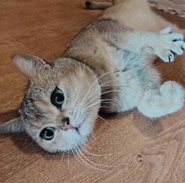 Qızıl şinşilla, Erkək, Cütləşmə üçün