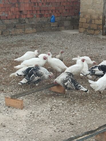 hinduşka əti qiyməti: Quşlar Gilezidedi hamsi bir yerde 35 den satilir kimese 2.3 dene — 1