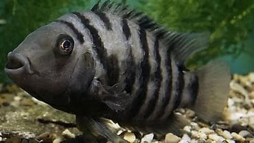 akvarium filtiri: Zebra çiklid balıqları – akvarium üçün Salam . Xişnik- zebra ciklet — 2