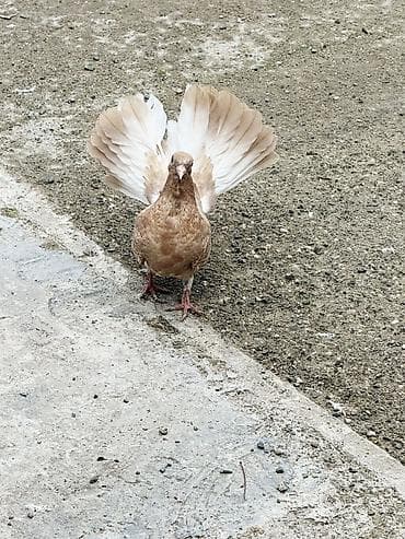göyərçin: Pablin cinsi goyercinler baladilar cutu 30 manat zehmet olmasa zengle — 2