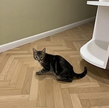 it satışı bakı: Benqal, Dişi, Yaxşı əllərə — 3