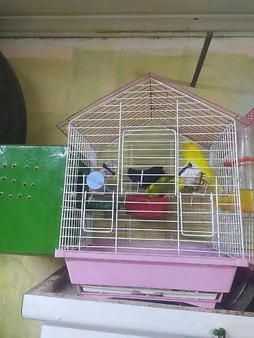 yarasa yuvası fiyatı: Salam cüt satıram qəfəs qarşlx 35 manat qiymət sondu ünvan qaracxuru — 1