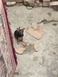 çoban iti qiyməti: Alman çoban iti, 3 ay, Dişi, Ünvandan götürmə — 3