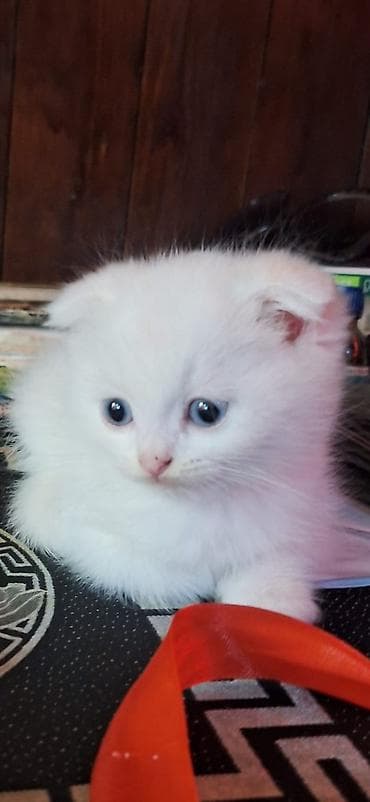 maykonq pişik: Britan — 2