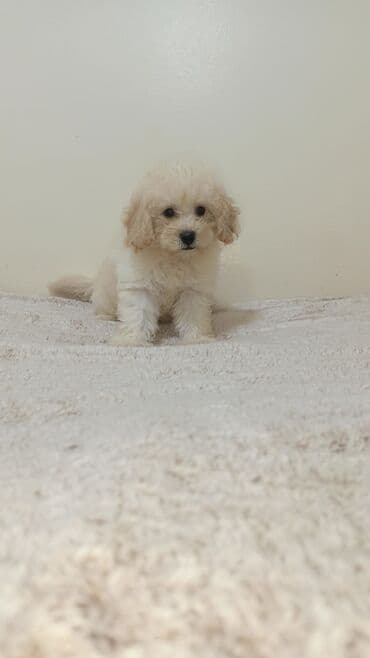 пудель в добрые руки: Пудель, 2 месяца, С прививками — 3